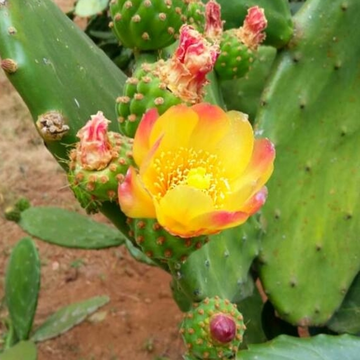 Lengua del Agua