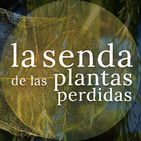Los árboles de agua y luna: Salix spp. {La Senda de las Plantas Perdidas}