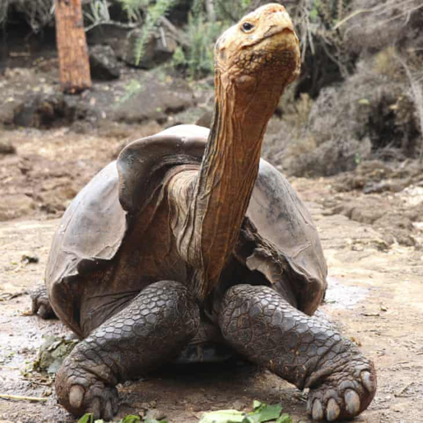 Estación GNG - Guillermo Nieto