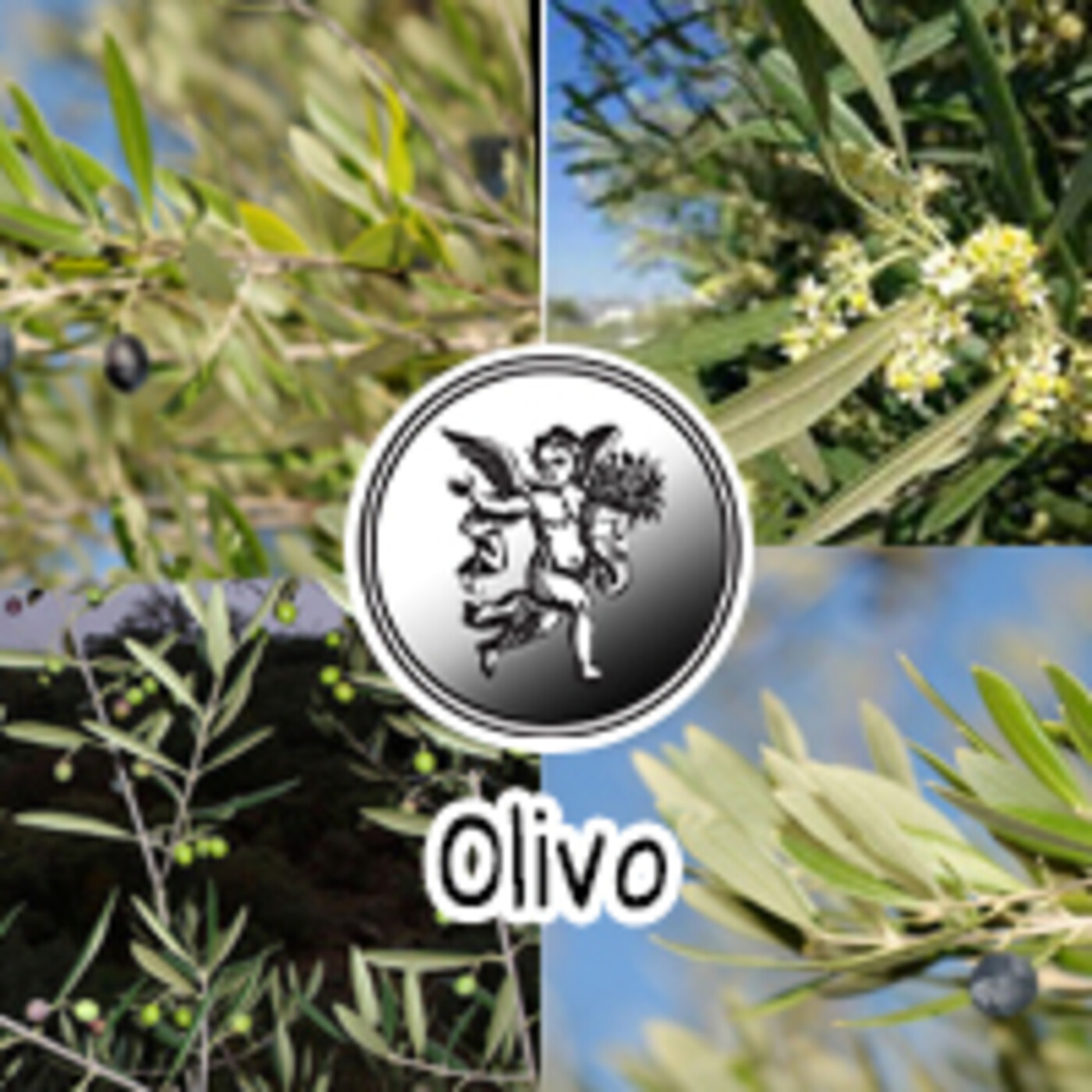 El Angel de tu Salud - OLIVO ***** episode artwork