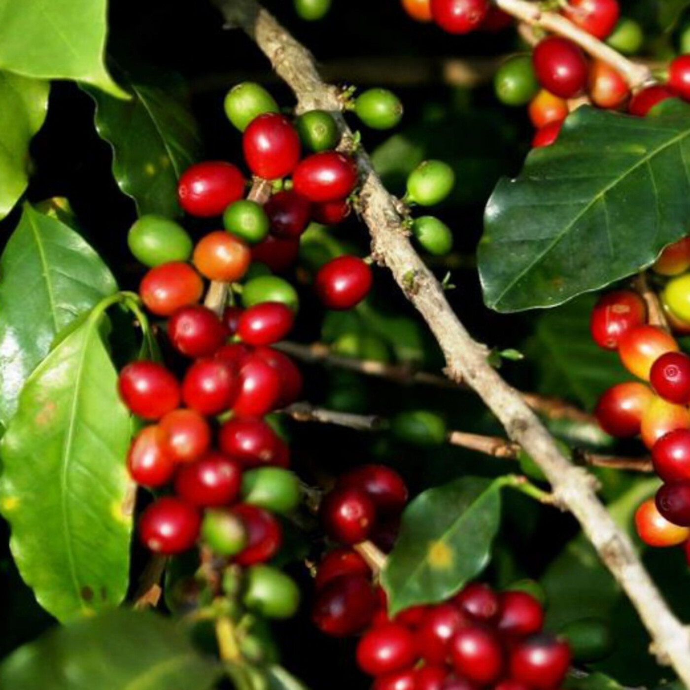 Producción Verde