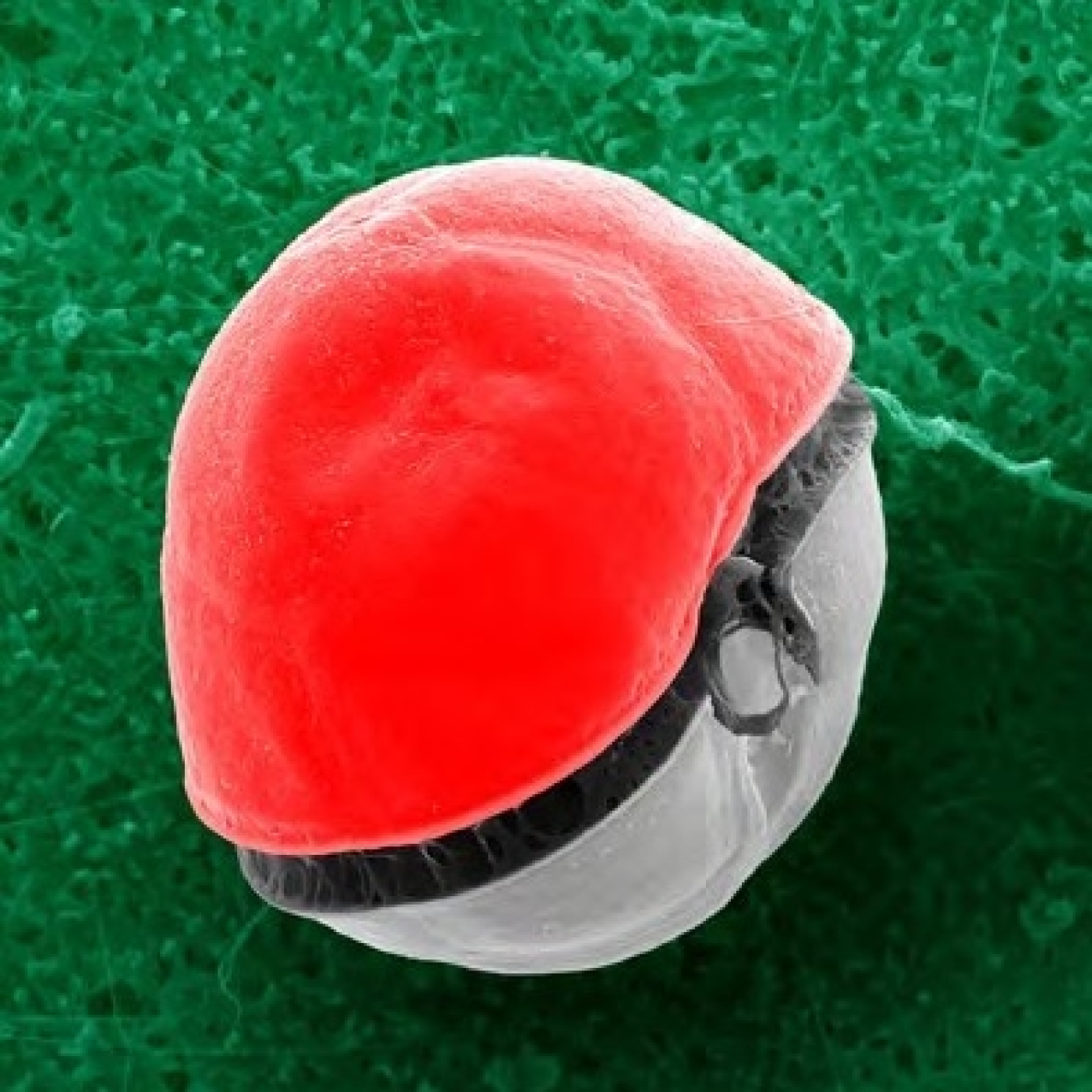 Fotciencia19