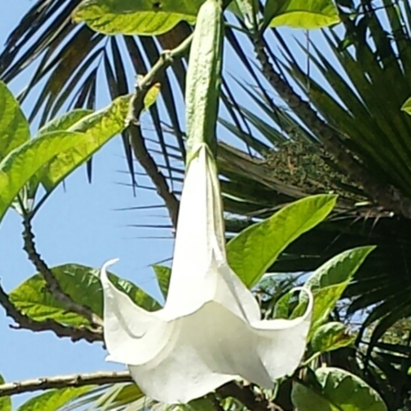 Nuestra Mente es Maravillosa