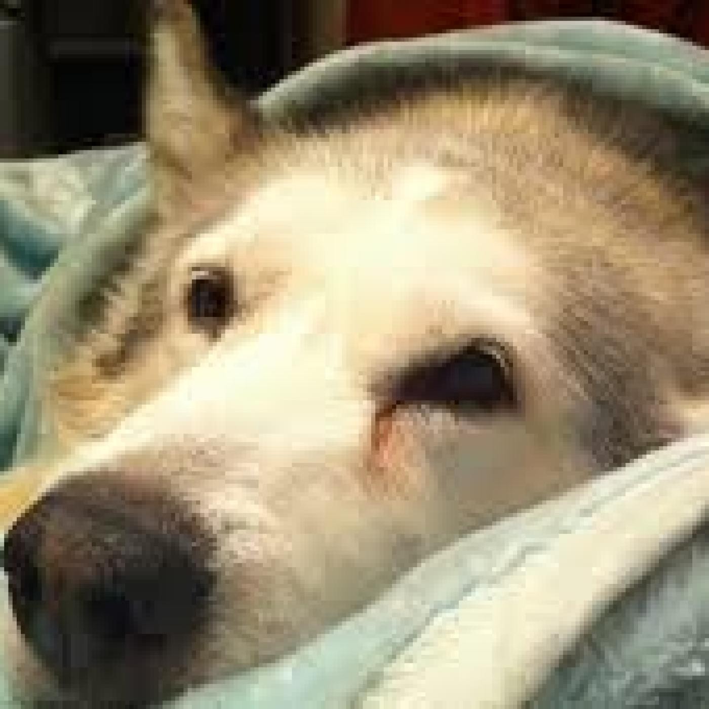 Nuestras Mascotas - Herpe Virus