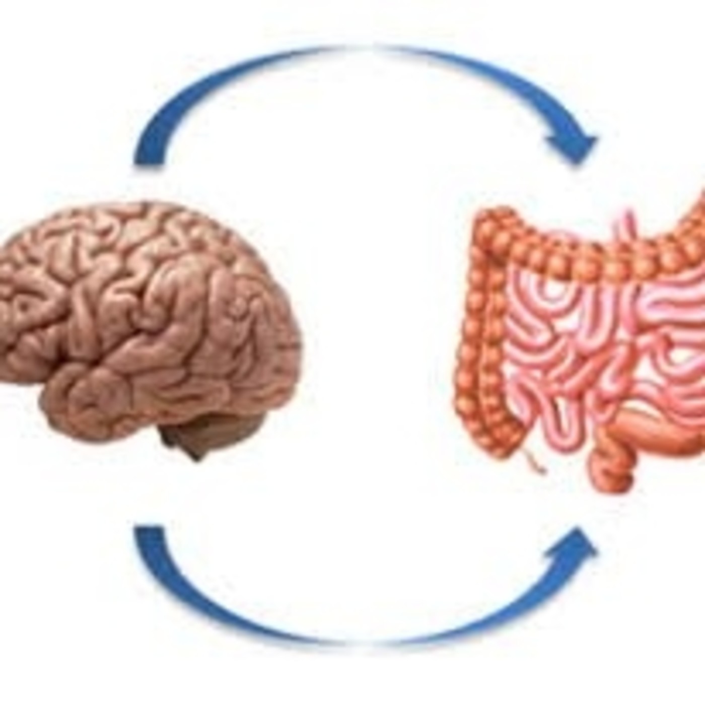 Episodio 30: El intestino, el segundo cerebro
