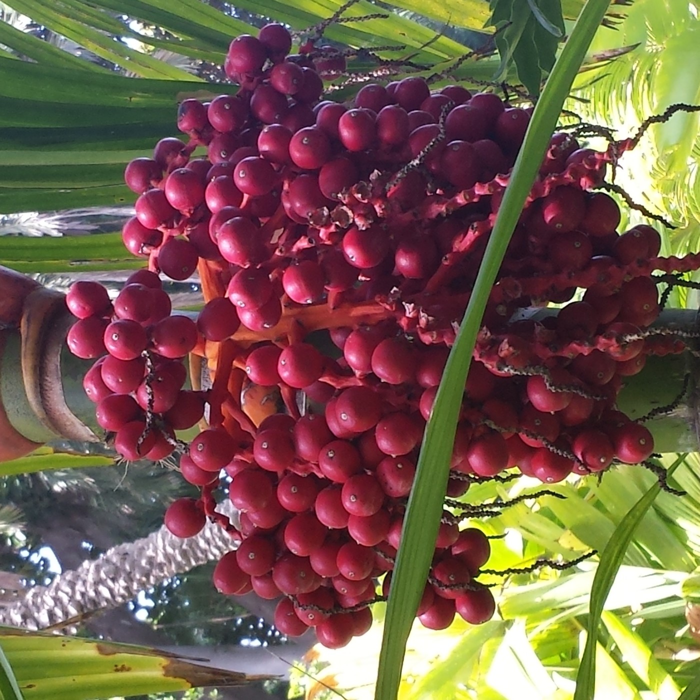 Nuestra Mente es Maravillosa