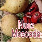 El Ángel de tu Salud - NUEZ MOSCADA I