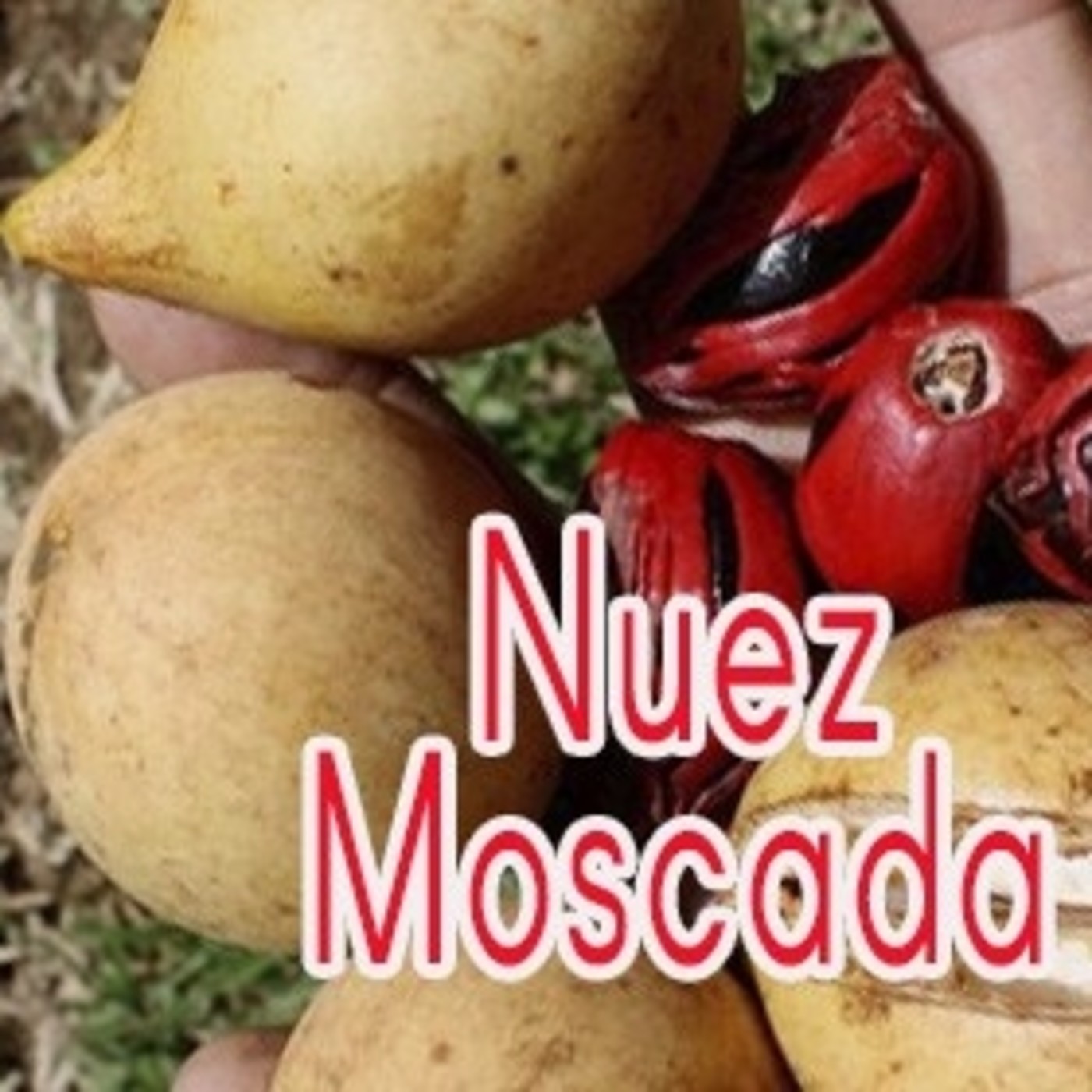 El Ángel de tu Salud - NUEZ MOSCADA I episode artwork