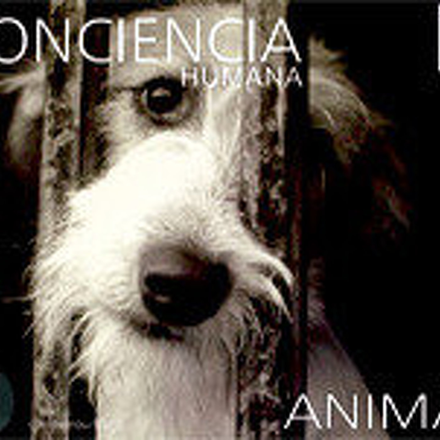 El perro urbano en laoncediez