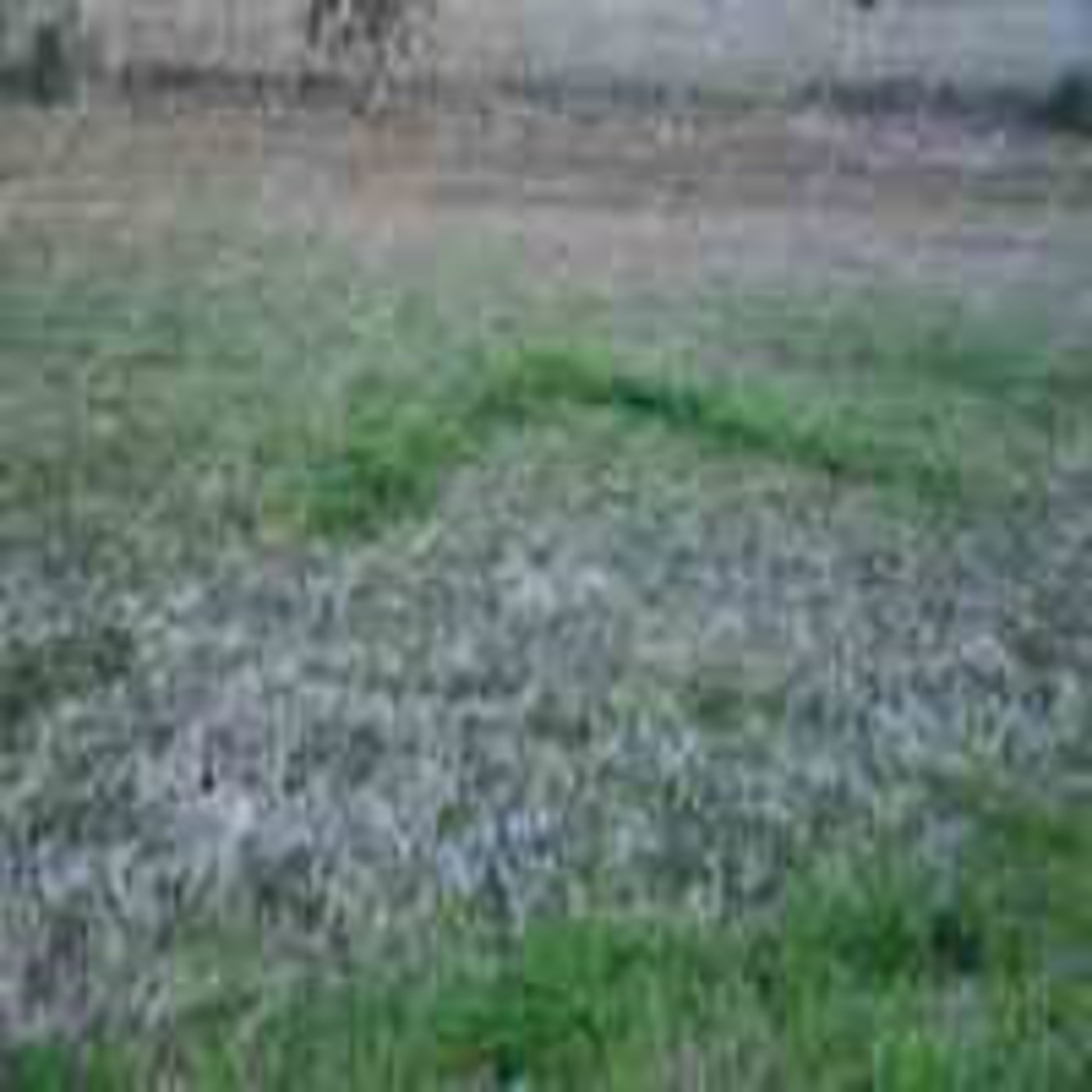 INVESTIGADORES DE CAMPO OVNI UNIDOS (I.C.O.U)