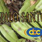 El Ángel de tu Salud - PALO SANTO I