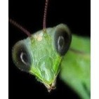 Insectos mortales (national geographic channel)