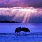 Musicians & Whales Singing