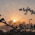 Una telaraña llamada vida