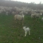 Ser del campo 25 marzo 2019