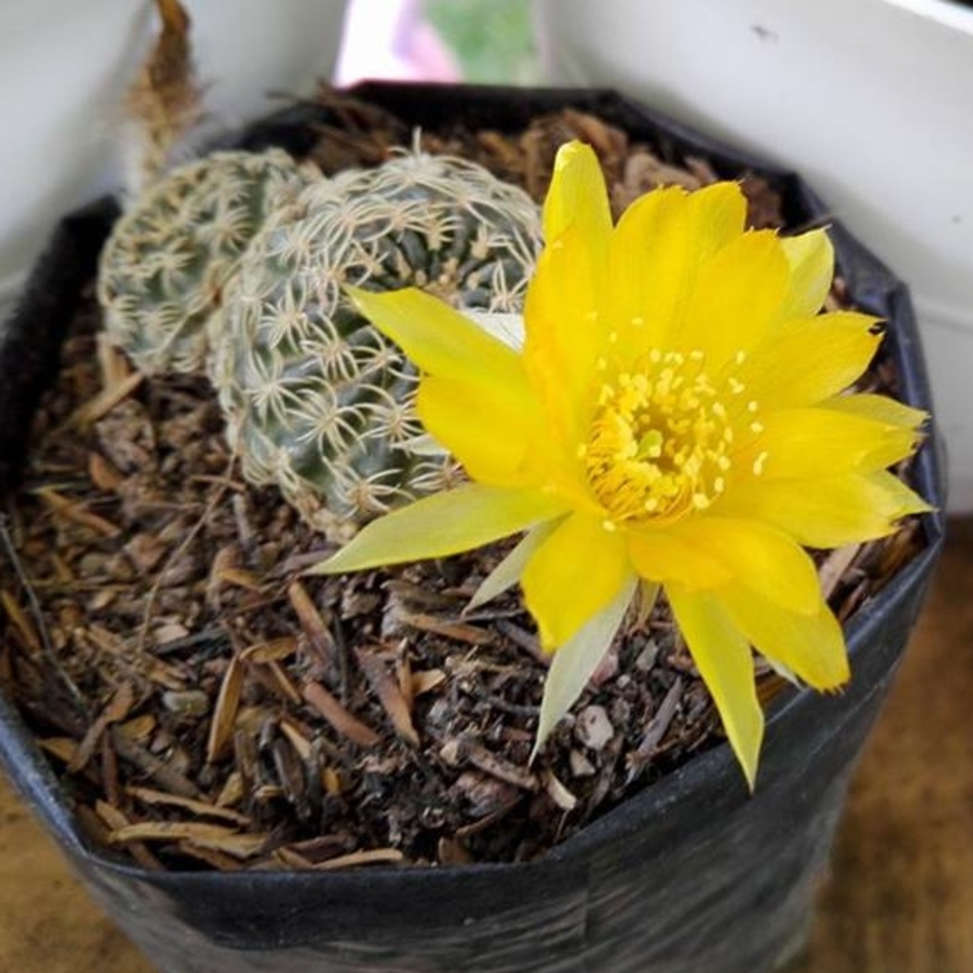 La baldosa floja