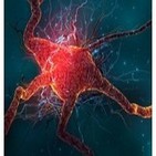 Activa Tu Neurona Radio Nº1 Plasticidad Neuronal
