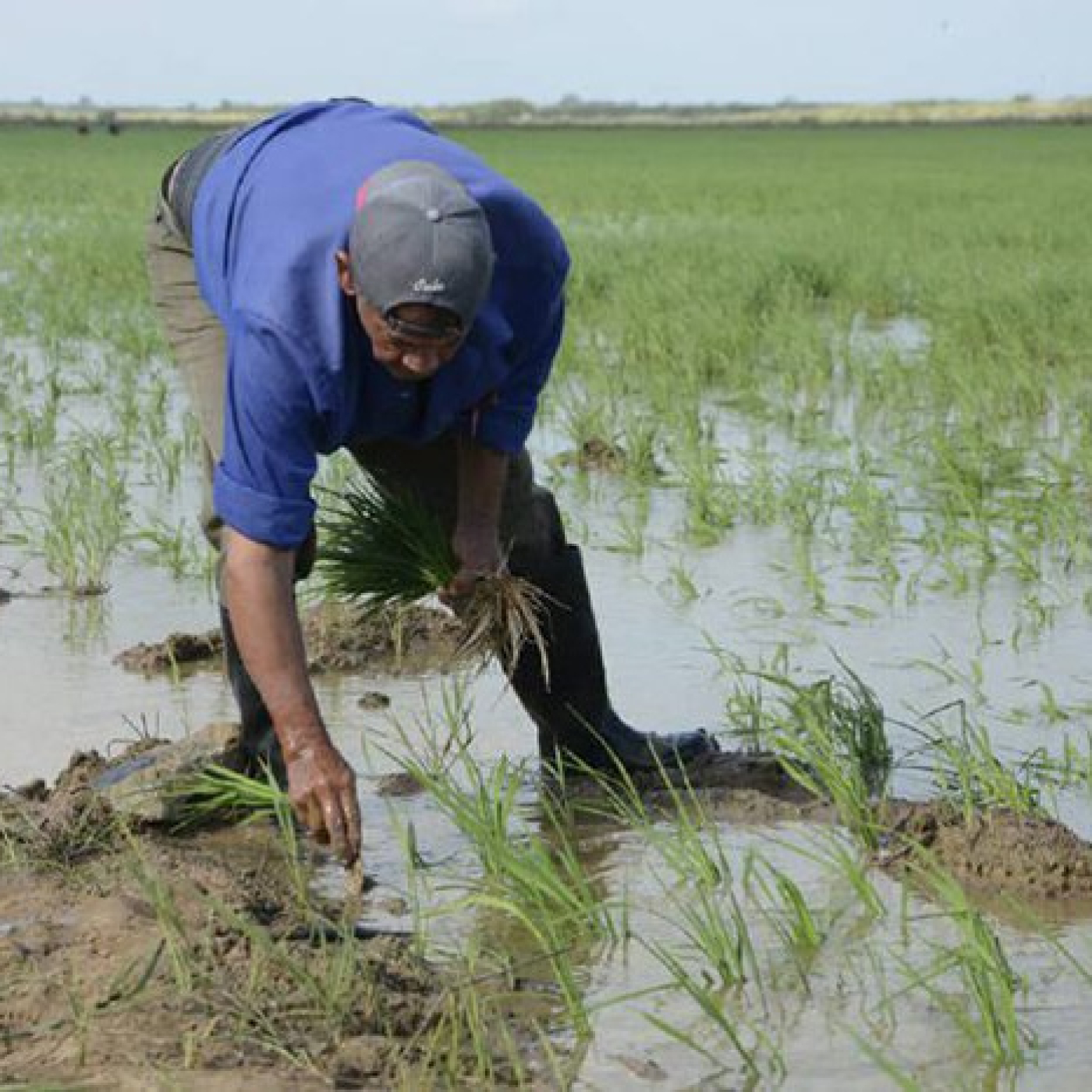 Proyecta Pinar del Río producción arrocera sin precedentes