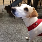 Pipper on Tour, el primer perro donostiarra viajero y youtuber