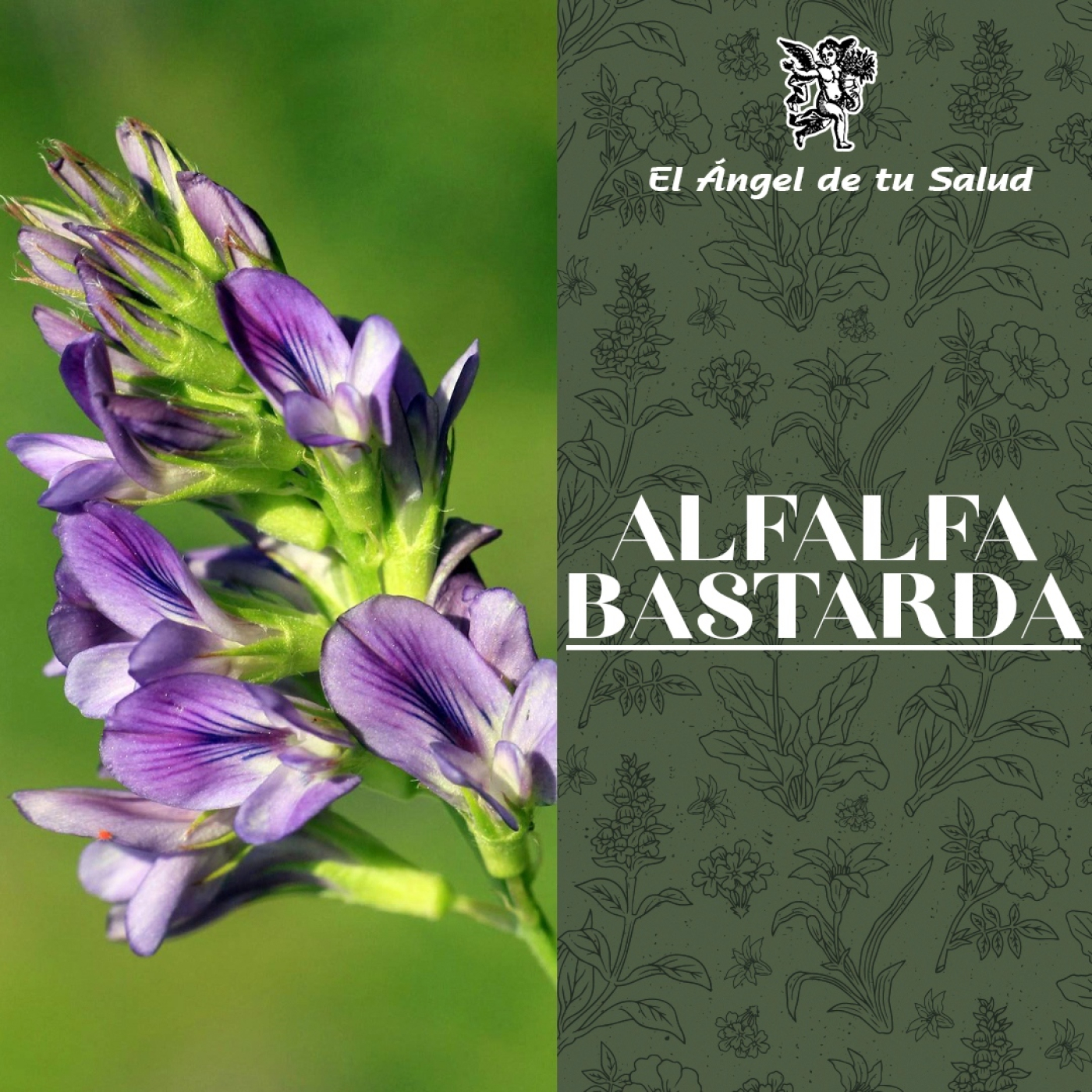 El Ángel de tu Salud - Alfalfa Bastarda** episode artwork