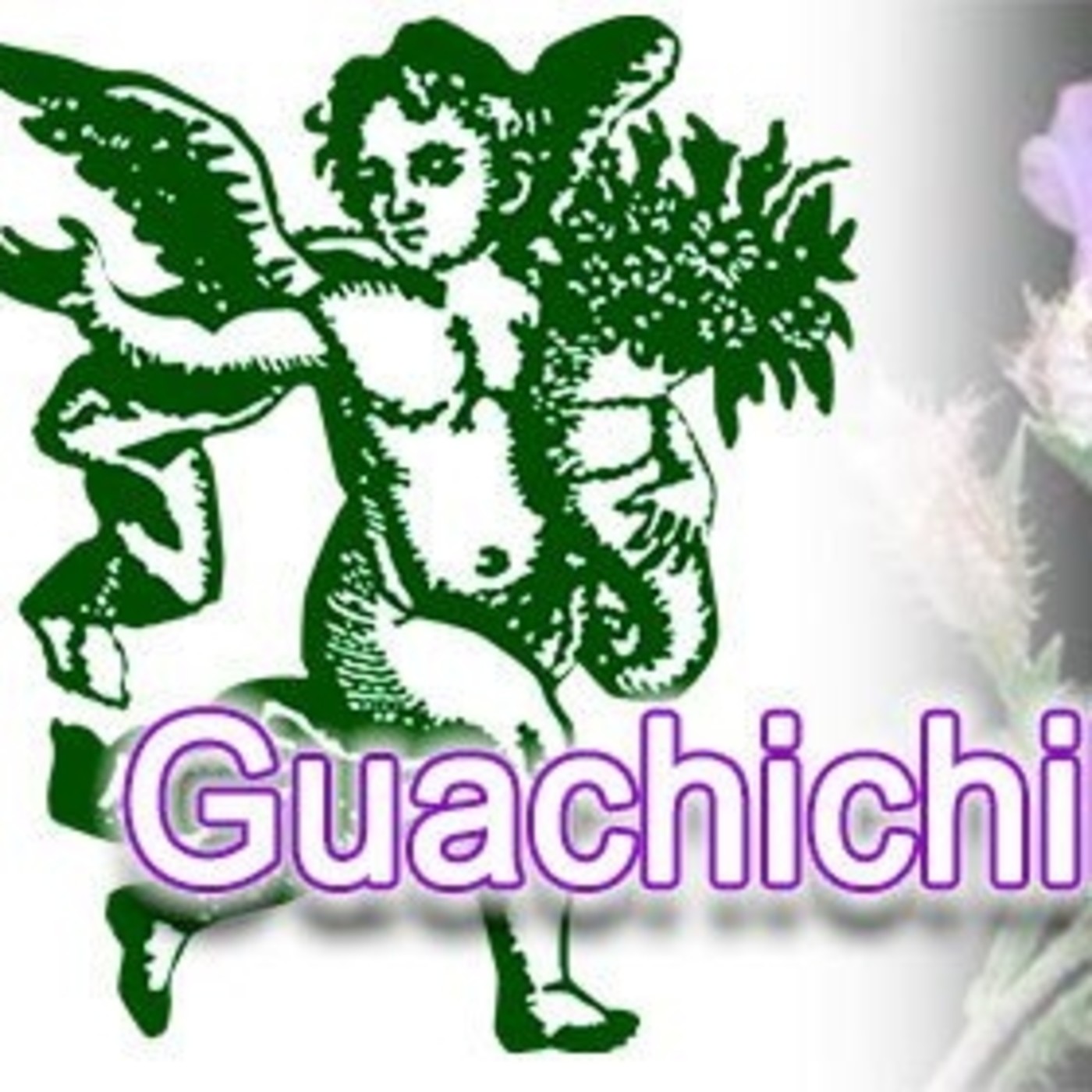 El Ángel de tu Salud - GUACHICHILA II