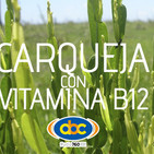 El Ángel de tu Salud - CARQUEJA CON B12 I