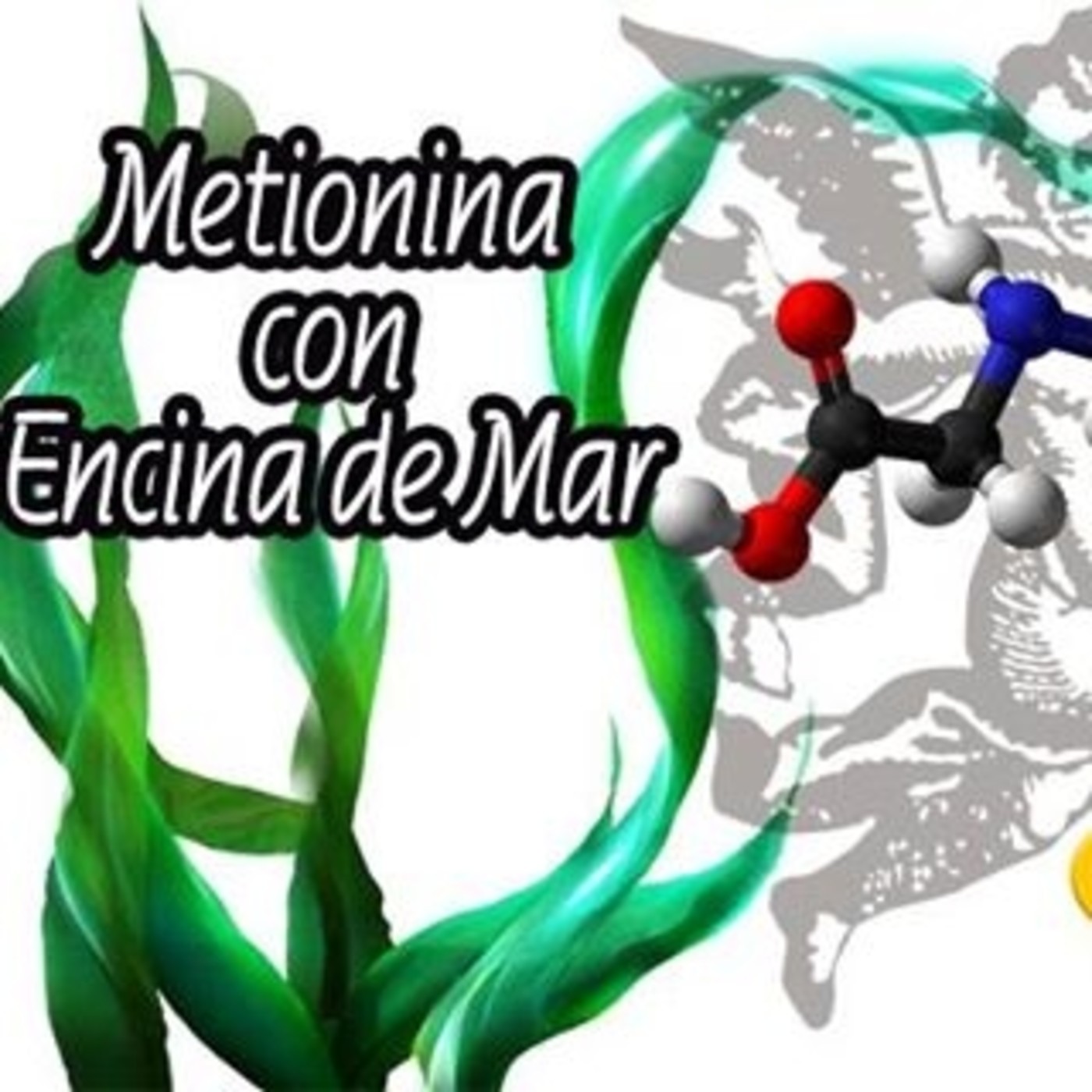 El Ángel de tu Salud - METIONINA CON ENCINA DE MAR episode artwork