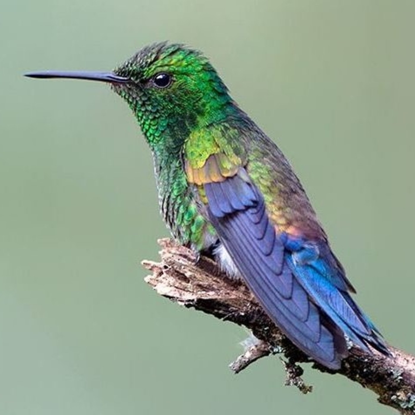 Estudio de Aves Ecojugando