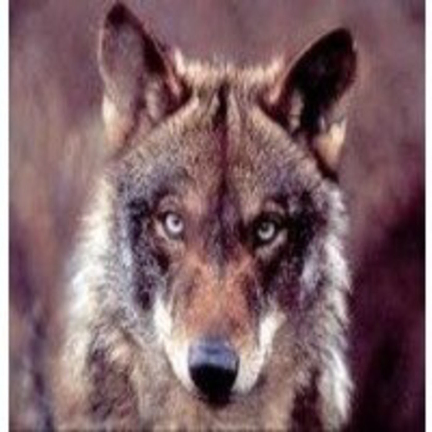 A Asociación para a Defensa Ecoloxica de Galiza (ADEGA)