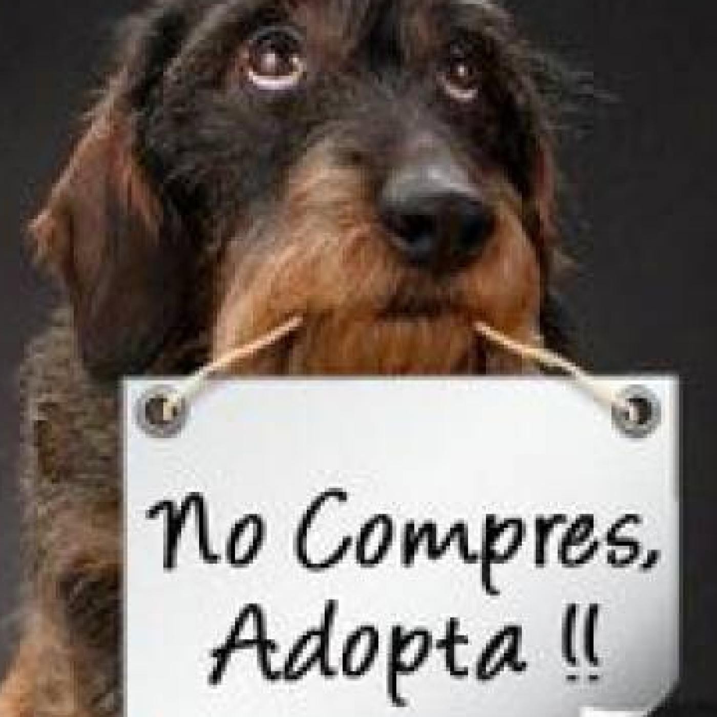 Nuestras Mascotas - Adoptar en Navidad