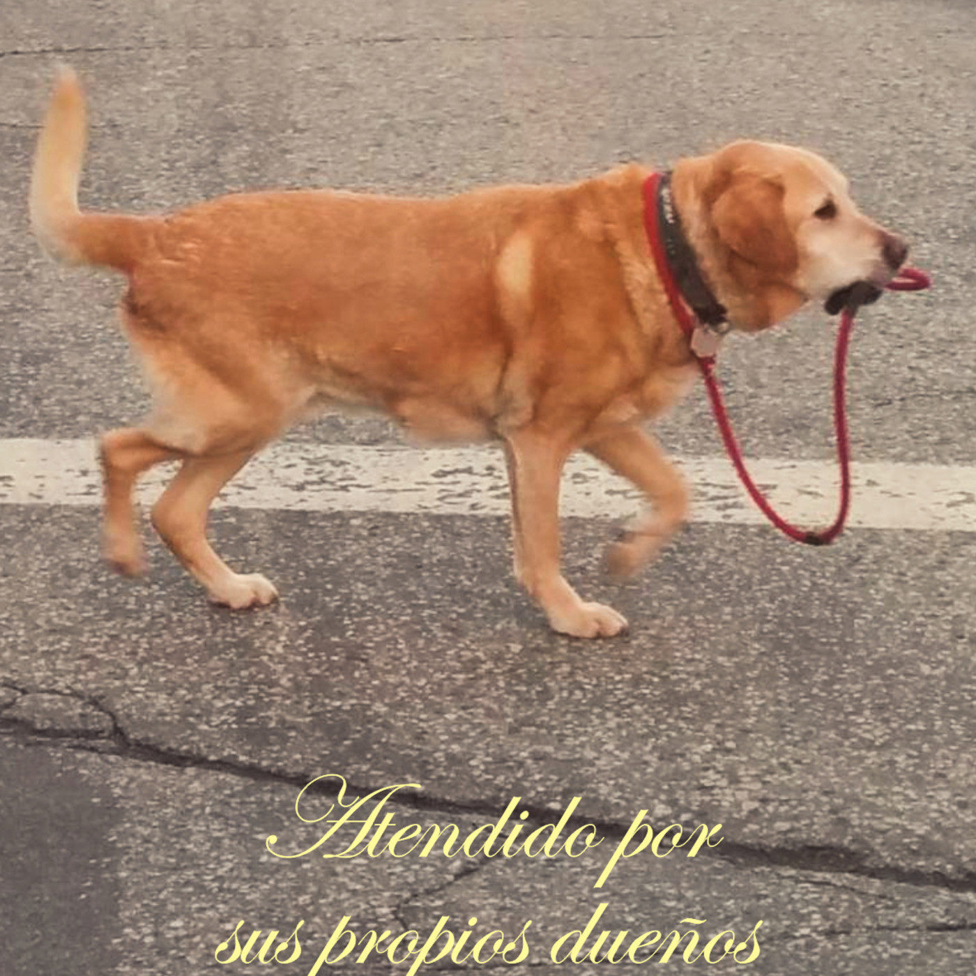 Atendido por sus propios dueños