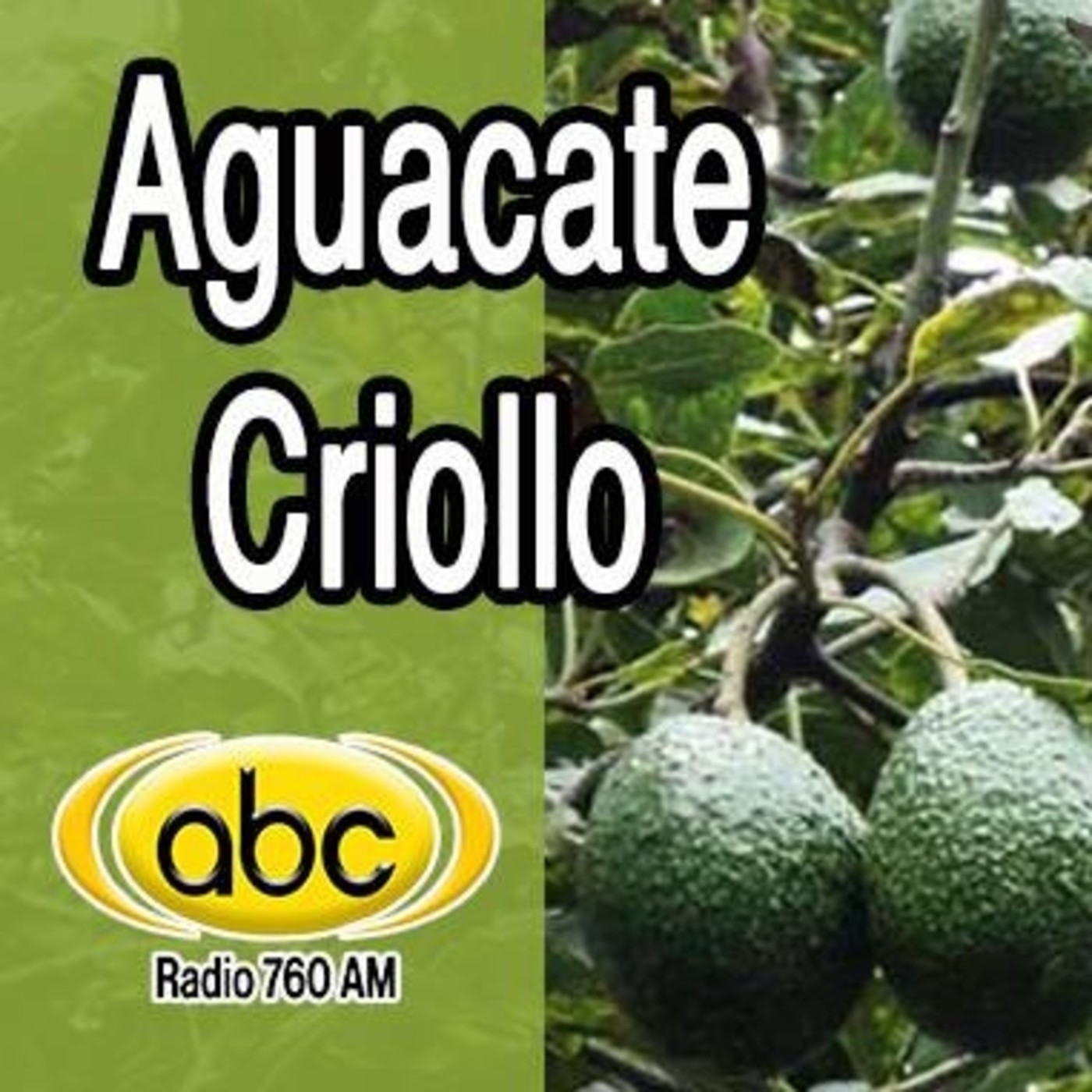 El Ángel de tu salud - AGUACATE CRIOLLO