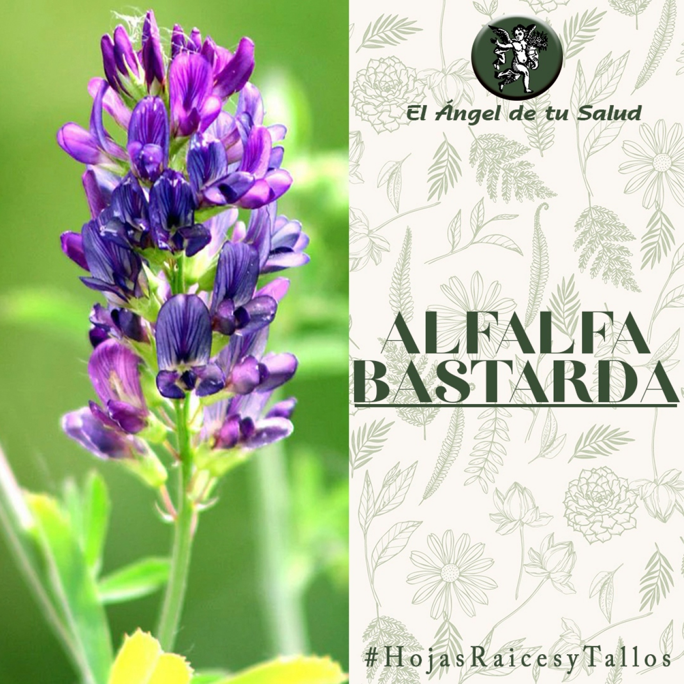 El Ángel de tu Salud - Alfalfa Bastarda** episode artwork