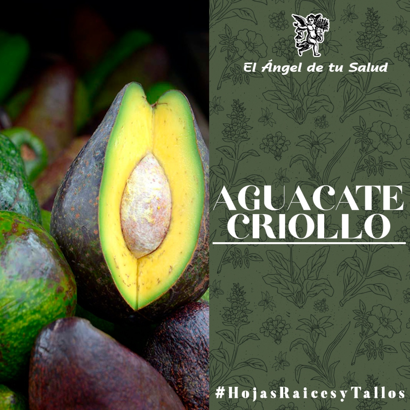 El Ángel de tu Salud - Aguacate Criollo**