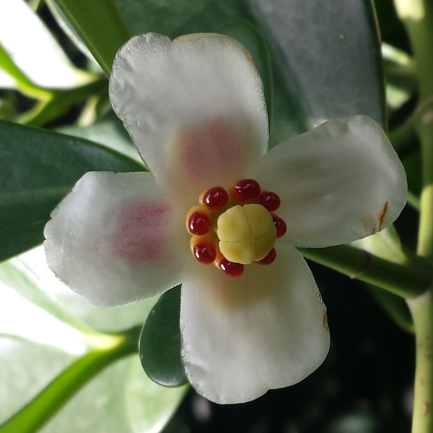 Nuestra Mente es Maravillosa