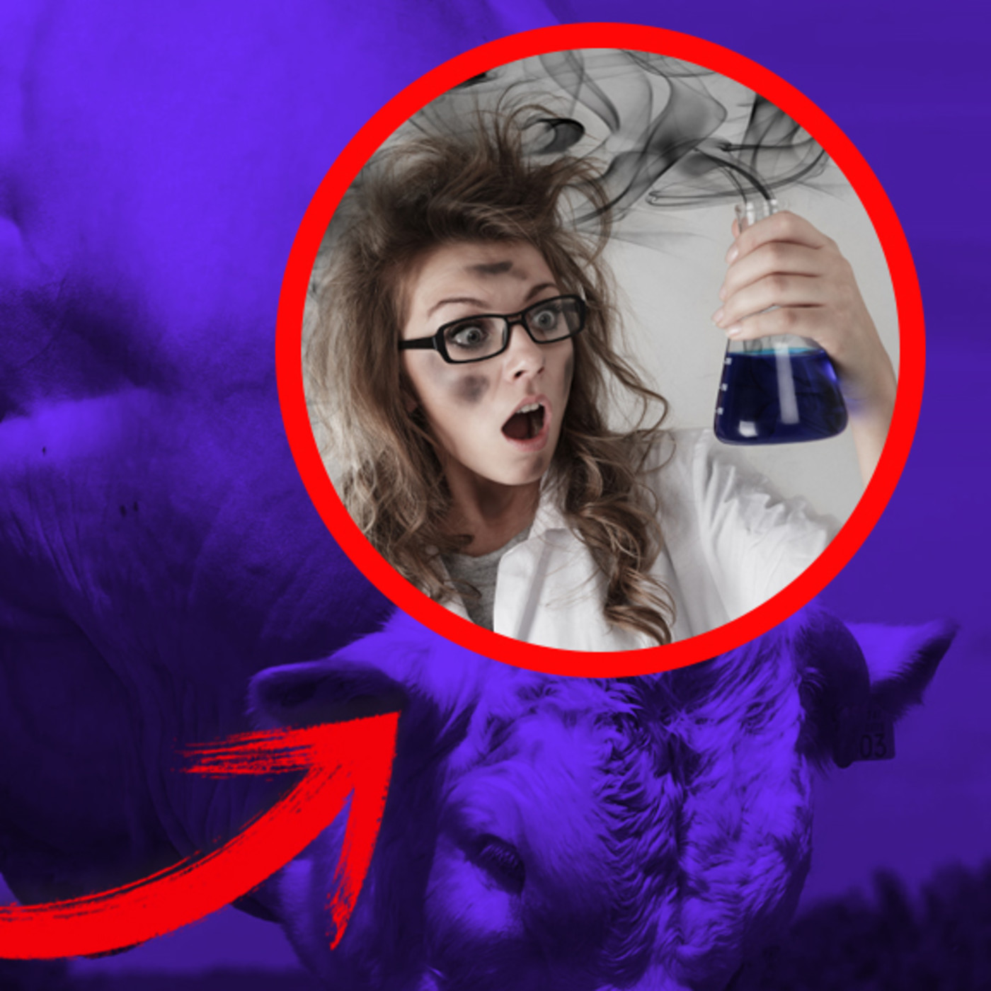 ATOPE Animales