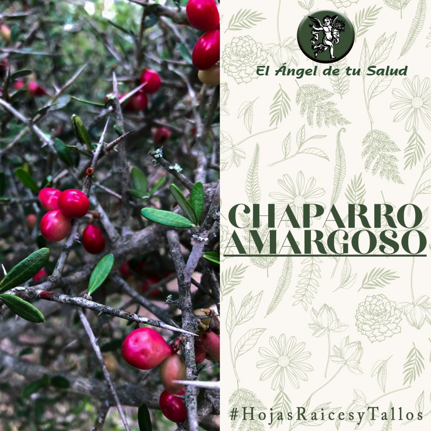El Ángel de tu Salud - Chaparro Amargoso** episode artwork