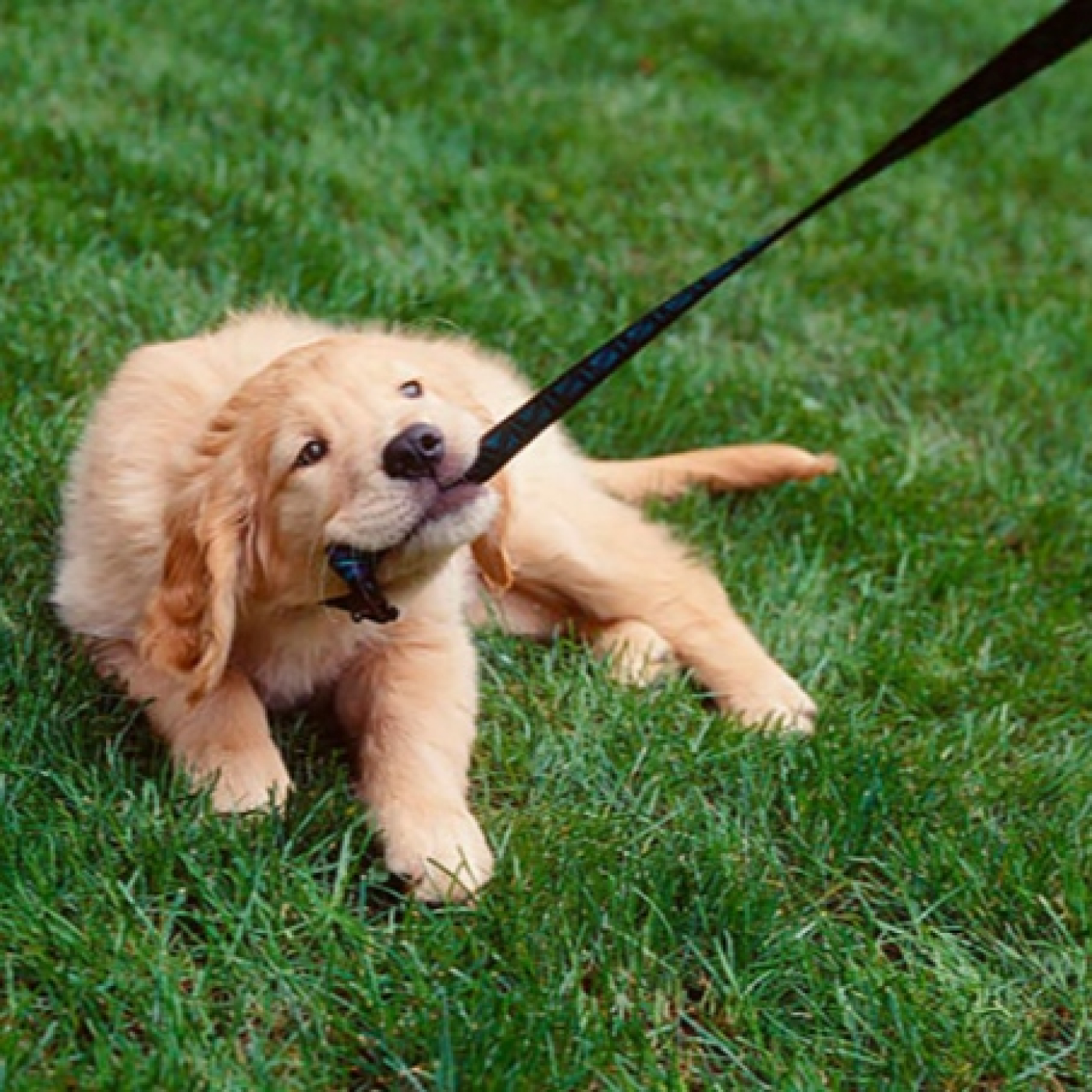 Está preparado nuestro cachorro para su primer paseo? episode artwork