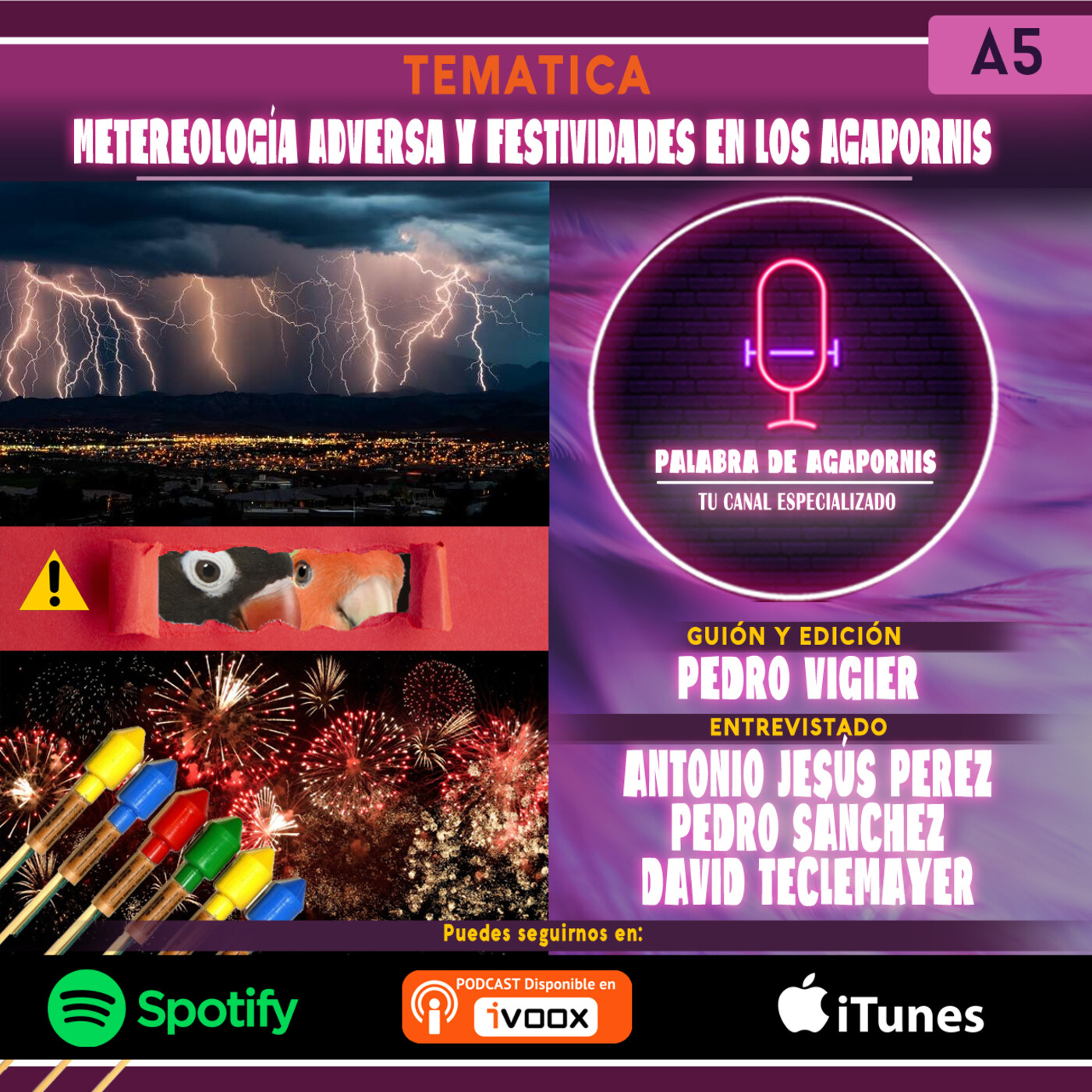 Meteorología Adversa y Festividades en nuestros Agapornis