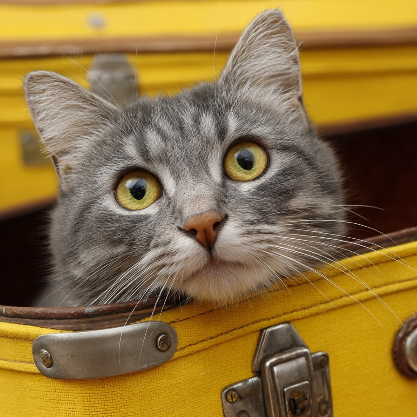 Ep541_B: Autopercepción; Envejecimiento; Gatos; Stranger Things