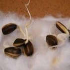Programa infantil El rincón de la tía Rosa: Semillas germinadas
