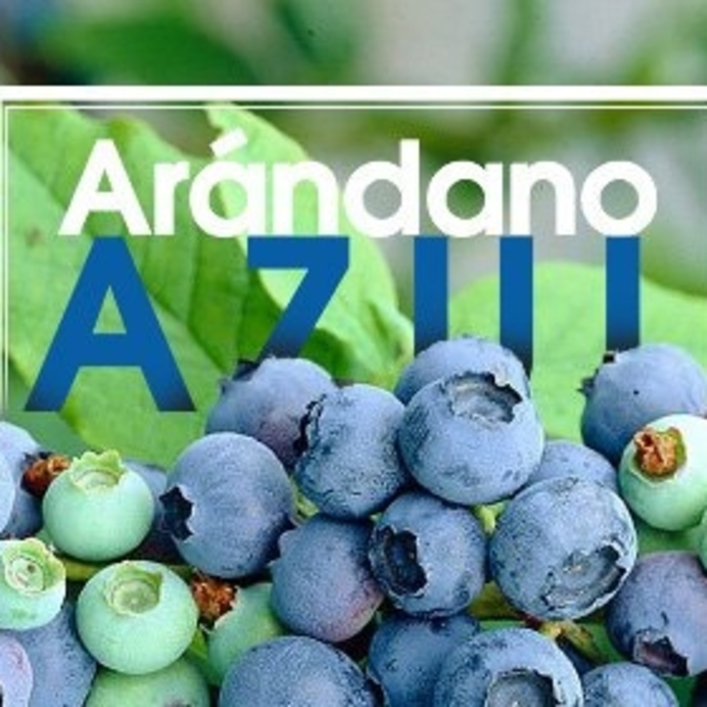 El Angel de tu Salud - ARÁNDANO AZUL episode artwork