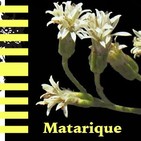 El Ángel de tu Salud- MATARIQUE COMÚN