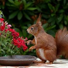 Gardening - Learn Conversational English