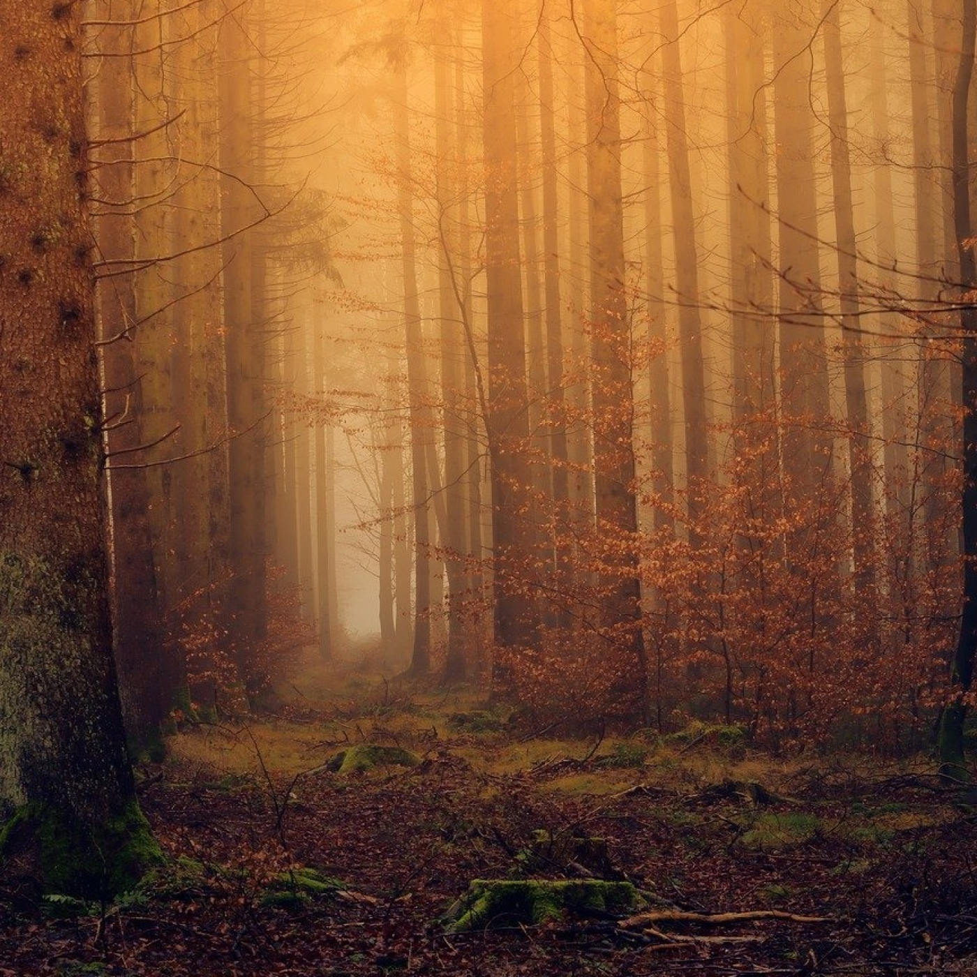 "En los bosques" de Paul Verlaine episode artwork