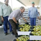 'La Mañosa', nueva marca de la cooperativa de aceites y frutas de Cebolla