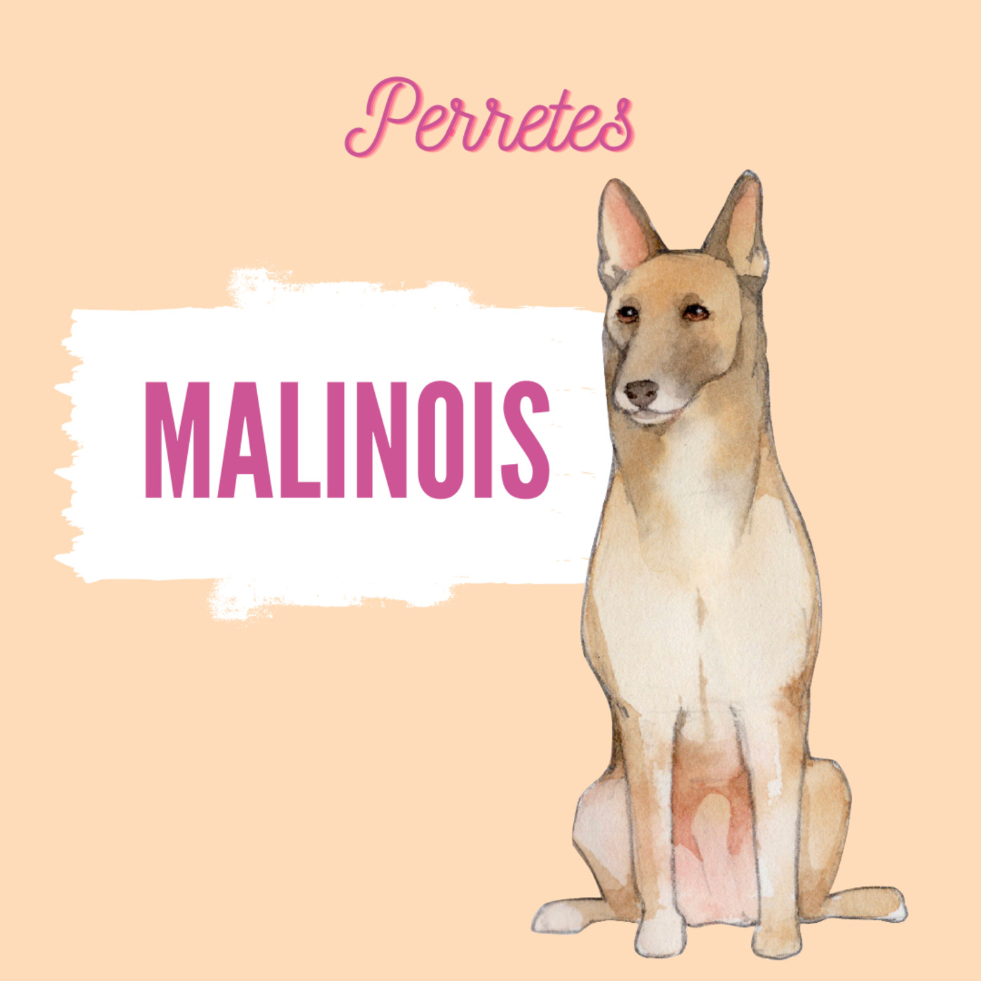 Perretes | Las razas de perros