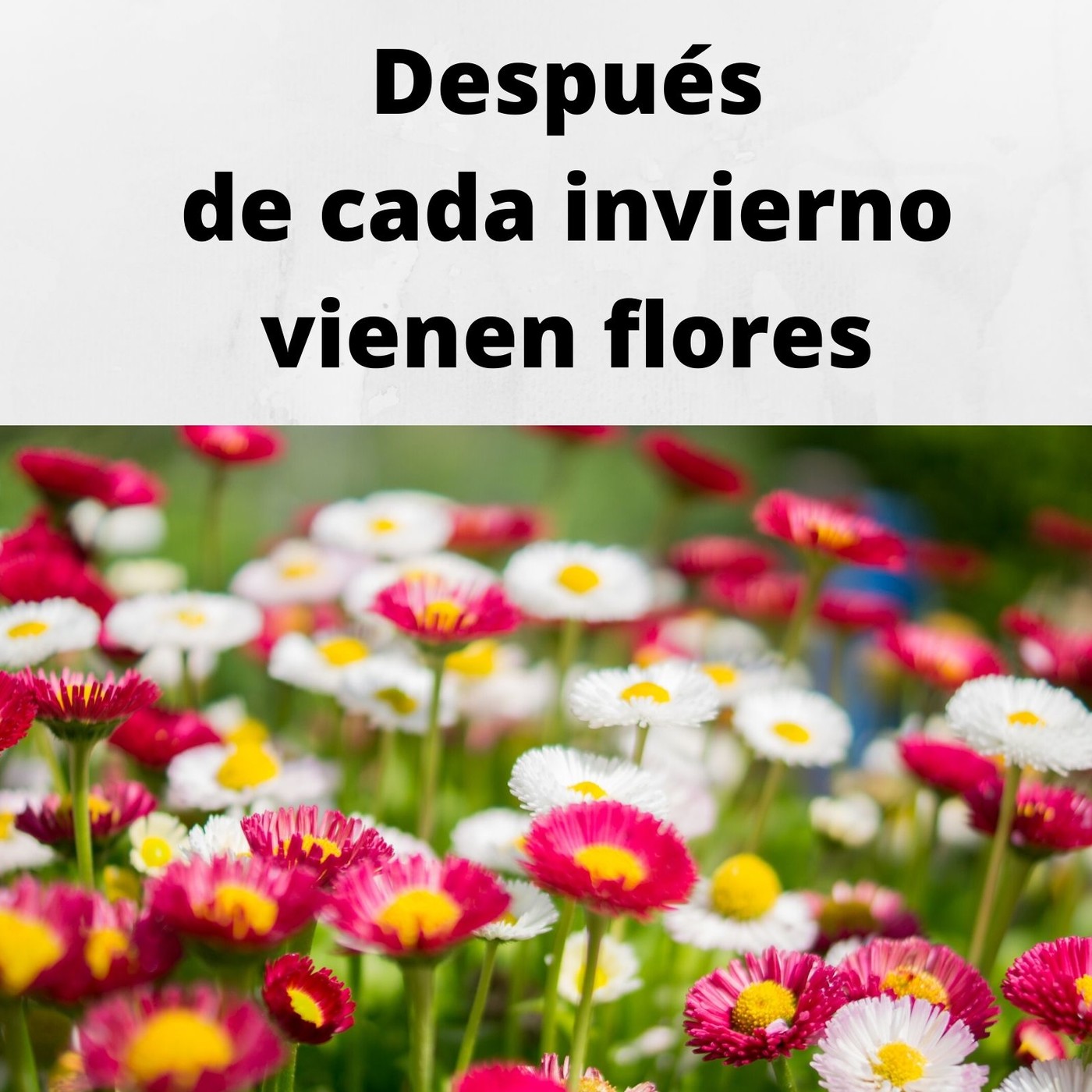 Después de cada invierno, vienen flores