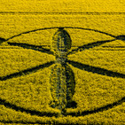 10-05-2018 Introducción y decodificación de “crop circles”. Círculo del 8 Mayo. Willoughby Hedge