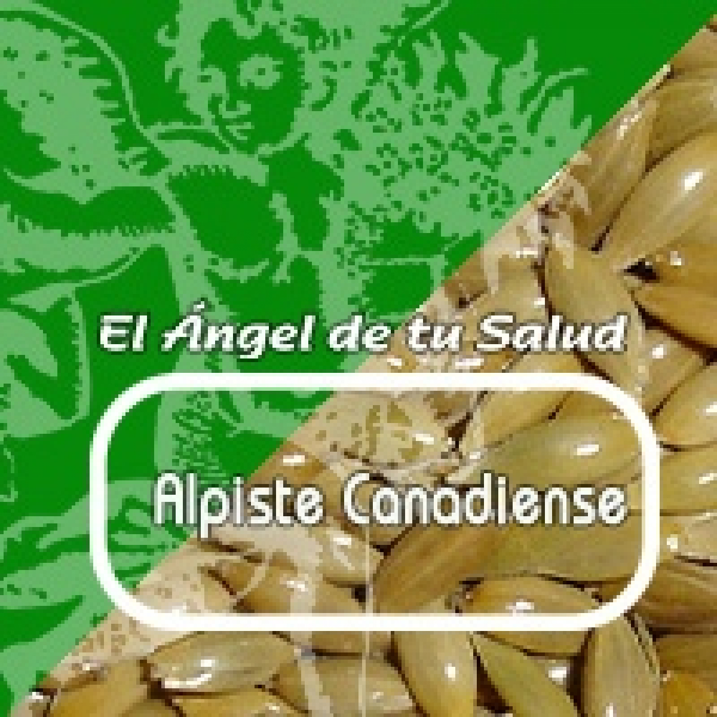El Ángel de tu Salud - ALPISTE CANADIENSE** episode artwork